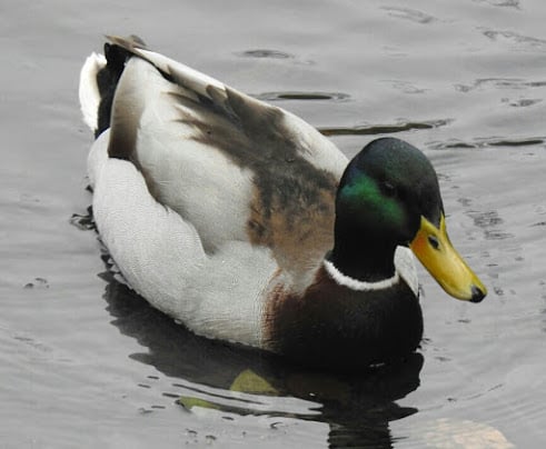 Male Mallards are common but are undoubtedly one of the most attractive of all ducks.