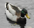 Birding Trip Report: Elmdon Park, West Midlands Thursday 7th March 2019