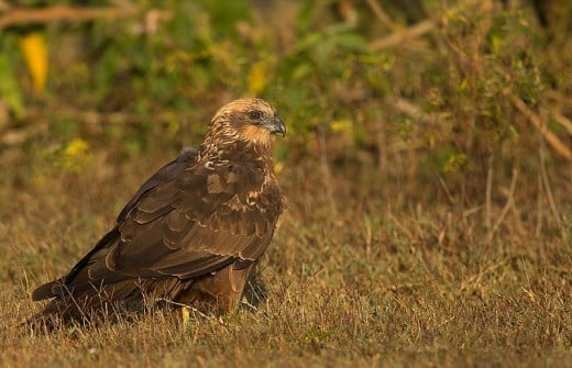 A photograph of a female Western Marsh Harrier.