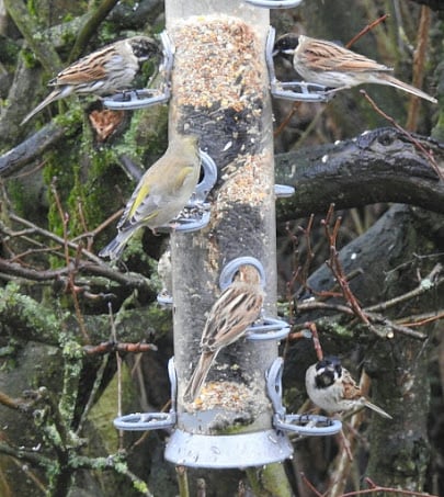 A photograph of one of the feeders at Ladywalk complete with both Common Reed Buntings and European Greenfinches.