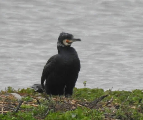 One of the many Great Cormorants call Ladywalk home.