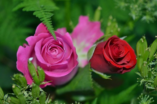 Roses come in various shapes, colors and sizes.