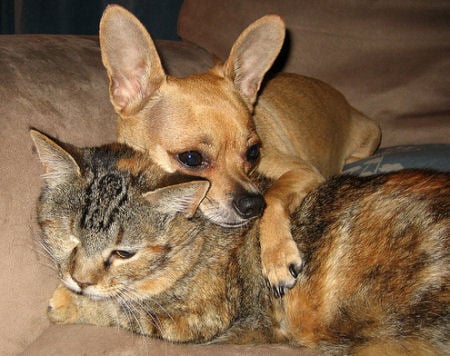 Some Chihuahuas are very affectionate, even to cats!