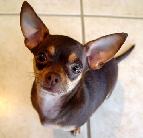 A short-haired Chihuahua