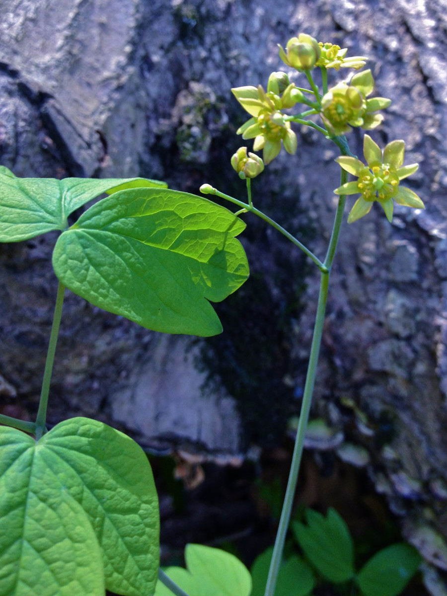 Blue cohosh is not as well known as black cohosh, except maybe with the Native Americans.  It still would be a good idea to familiarize yourself with the healing properties.
