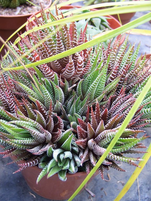 How To Care For Fire Sticks Succulents Dengarden Zebra Plant