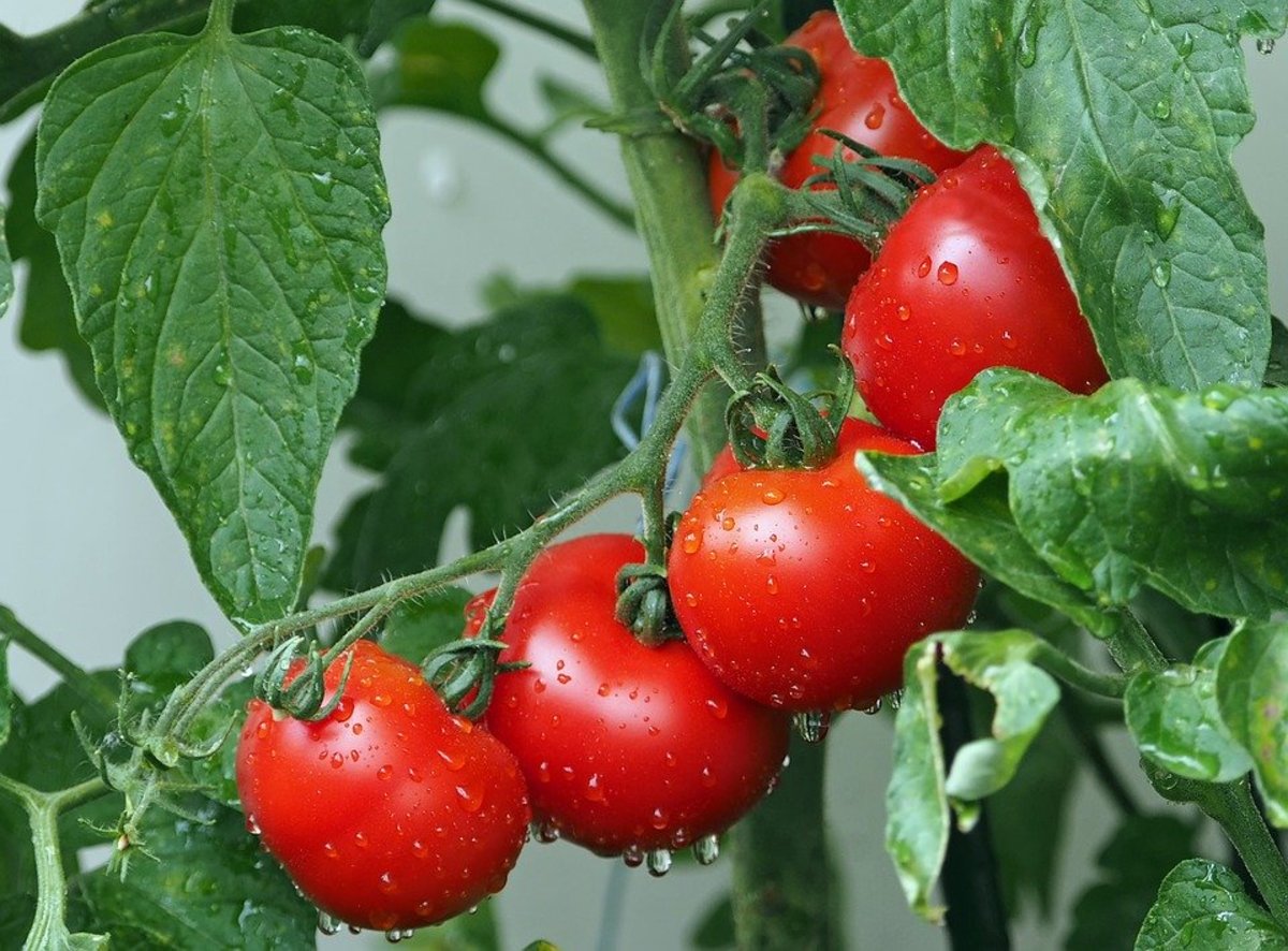 The Best Fertilizer for Tomatoes at
