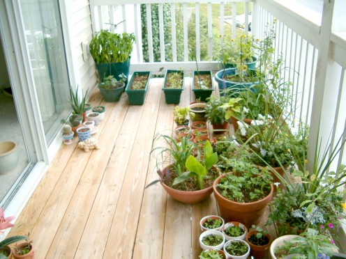 More pots