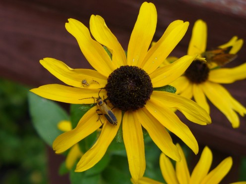 Rudbeckia, aka, Black eyed Susan