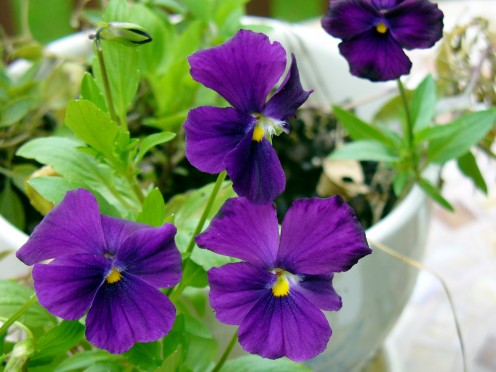 Viola