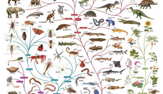 This is supposed to be one of Darwin tree of life, what is missing in this picture is the very beginning of life, when life consisted of a single cell. We can also add the top of the tree of life which is us humans as we are today. 