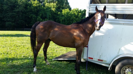 Finn gets right onto a trailer, but if he is the only horse left on, he comes out super fast. Easily handled by always hauling him in the back of our three horse trailer so he is unloaded first.
