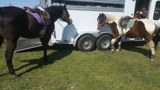 Romeo and Buddy both load well. Romeo always has to stare into the trailer for a minute before he gets on,but always steps right on with encouragement.