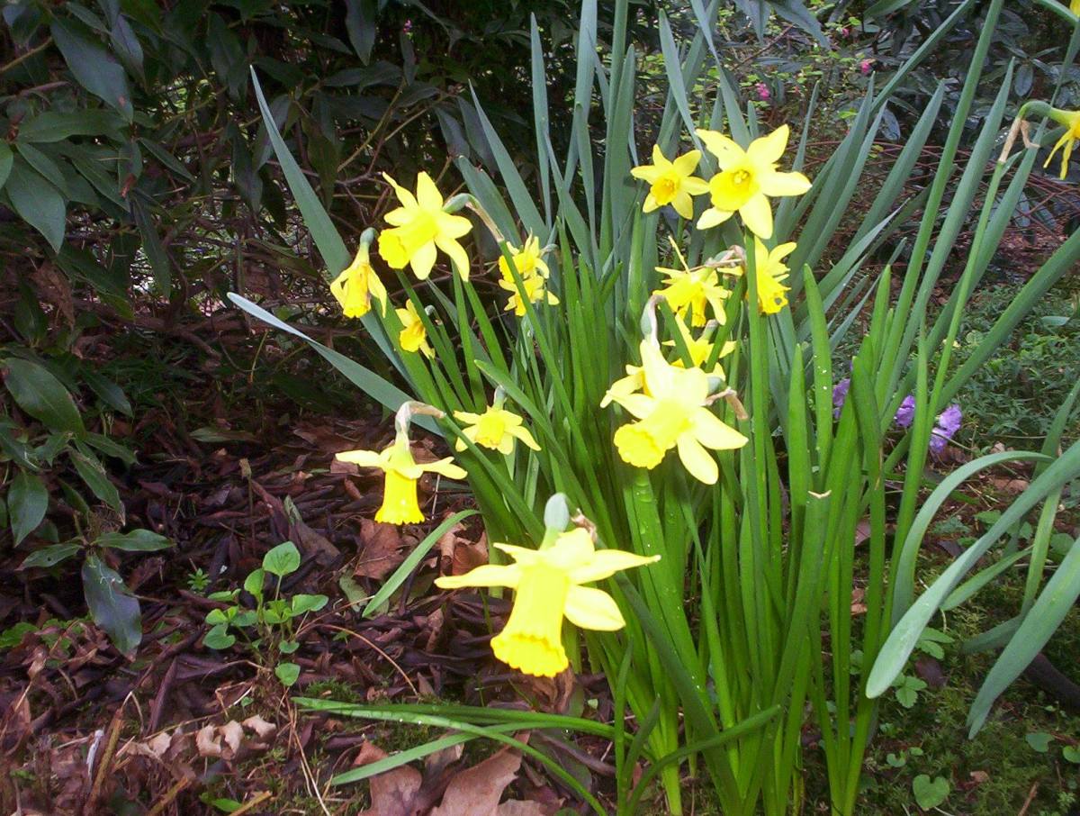 Who doesn't love daffodils? They return each Spring, and as the years pass they multiply.