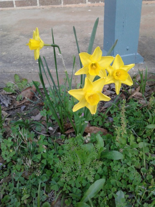 Daffodil's