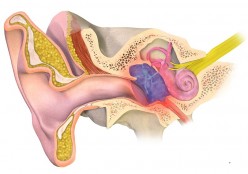 The Best Natural Remedies for Ear Infection