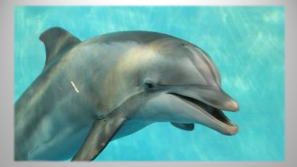 Jett: A Dolphin Artist