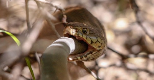If the food is good, a snake can "chow down" just like a human being.
