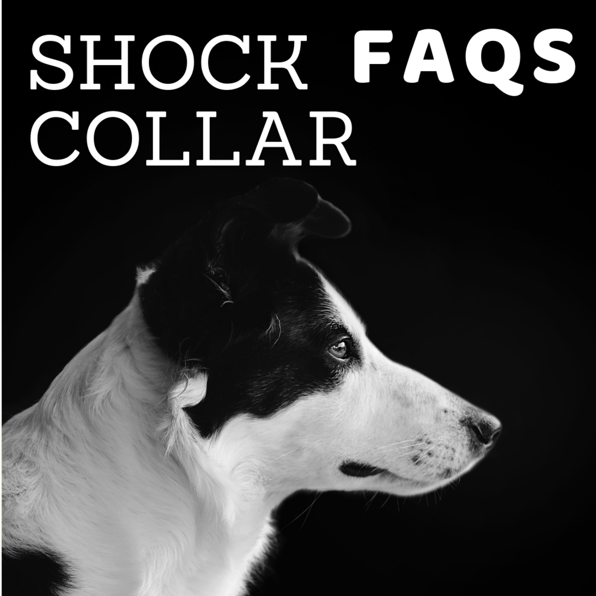 are-dog-shock-collars-harmful-the-dangers-of-e-collar-training