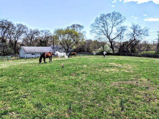 When we are at work or school, the horses are living it up. Relaxing out in their field with friends!