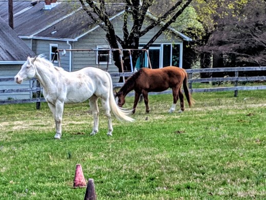 Horses enjoying a peaceful Monday morning!