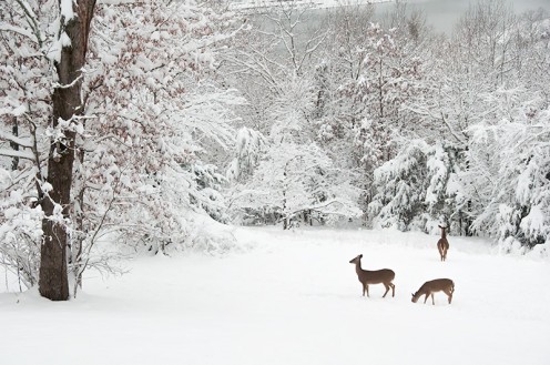 Three deer explored an early 1836 snowfall