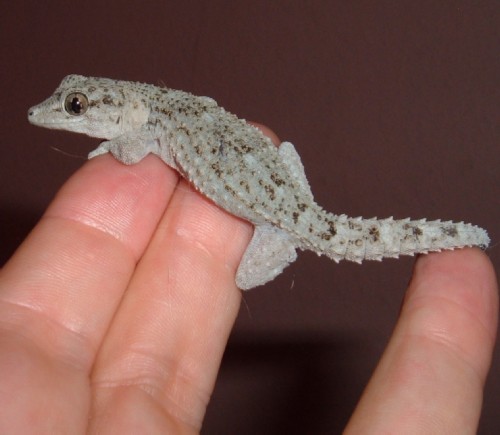 Rescued Gecko