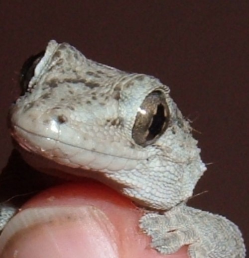 Close-up on a Gecko's face