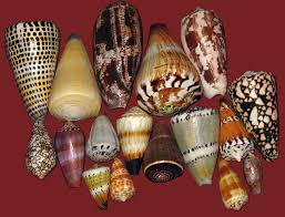 Jewels of the sea:  Cone shells sought by collectors, often to their chagrin