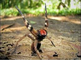 Brazilian Wandering Spider, looks dangerous and is