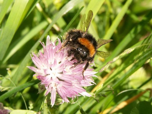 Bees are attracted to many flowers and herbs and help in pollination. 