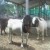 Prized Boer goats for breeding Prized Boer goats for breeding