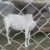 make more money from goat farming make more money from goat farming