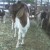 Boer goats at maharastra Boer goats at maharastra