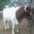 Boer goats that have higher genetic potential Boer goats that have higher genetic potential