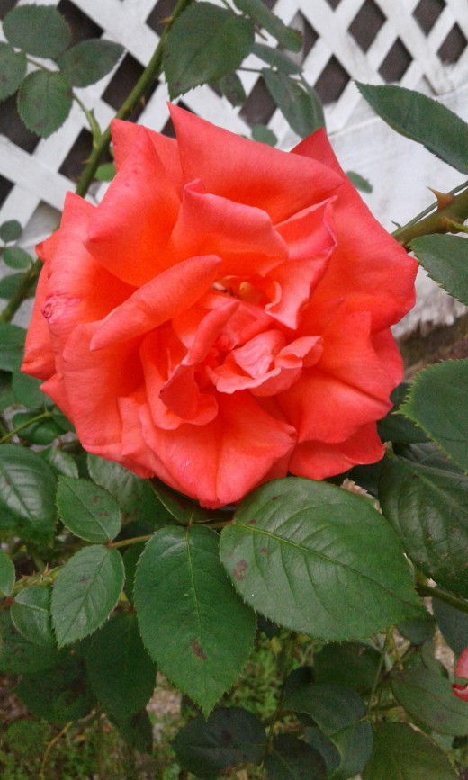 My Mothers Roses