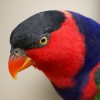 ARUNPRAKASH profile image