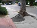 Trees and roots cause hazards on Mexico's sidewalks    Credit insidecocal.com