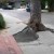 Trees and roots cause hazards on Mexico's sidewalks    Credit insidecocal.com