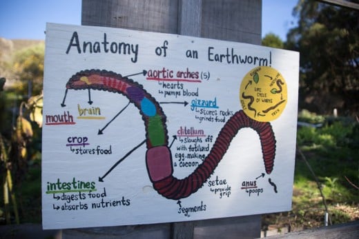 This picture is an anatomy lesson of an earthworm