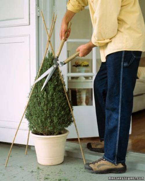 Mastering Basic Topiary Techniques Dengarden