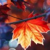 Faiza shah profile image