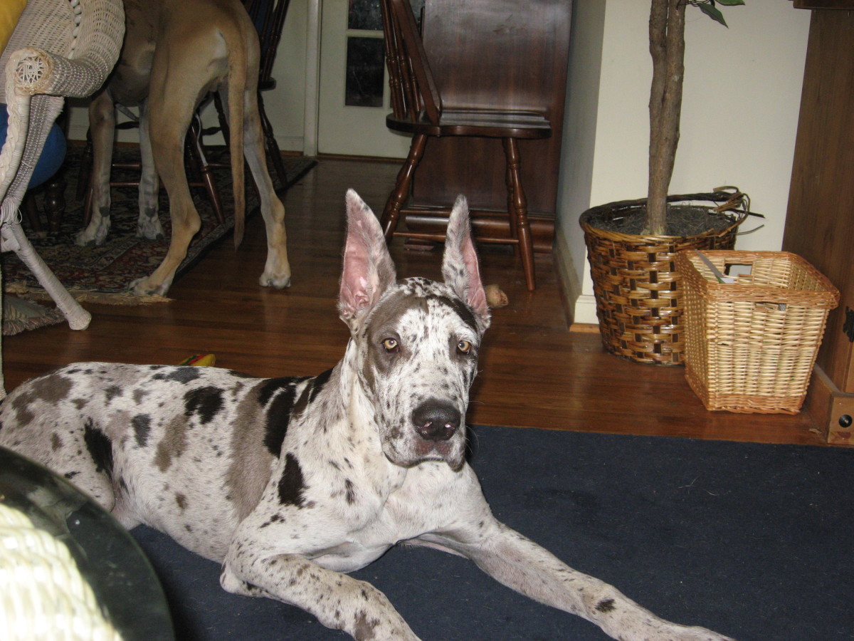 What are the different types of Great Danes?