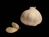 Garlic Bulb
