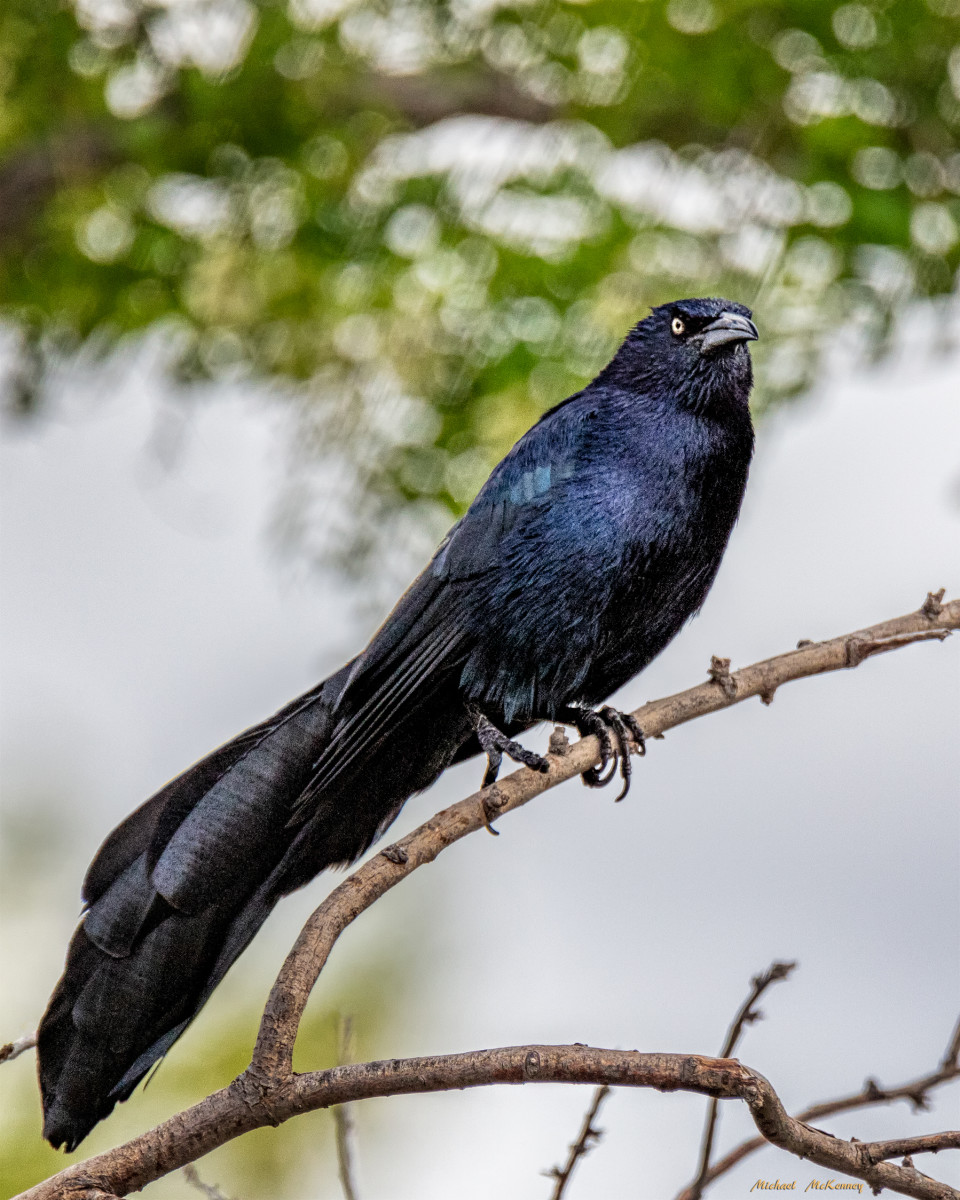 New subspecies of red-tailed black cockatoo discovered 