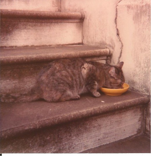 The stray cat that I took in and named Gypsy. 