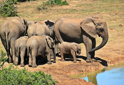 Elephants going to the water hole.
