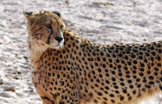 Kgalagadi Cheetah
