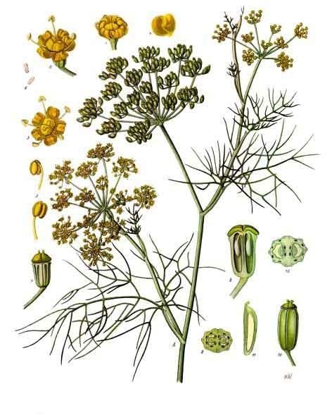 Illustrated diagram of fennel, from Koehler's Medicinal-Plants 1887. Image in public domain.