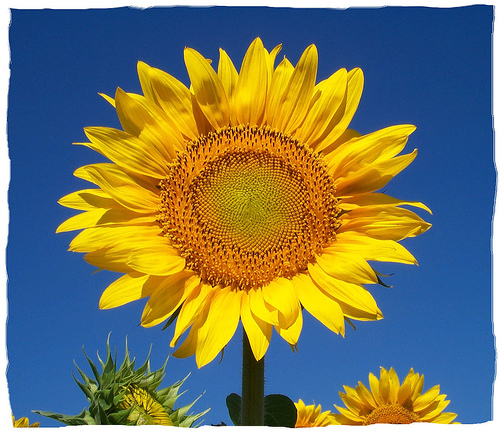 Sunflower, by being there.